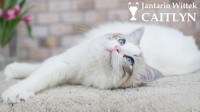 /album/nase-odchovy/kotka-ragdoll-blue-bicolor-lynx-1600x899-jpg/