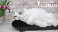 /album/nase-odchovy/ragdoll-blue-female-1600x899-jpg/