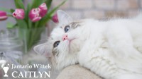 /album/nase-odchovy/ragdoll-blue-linx-bicolor-1600x899-jpg/